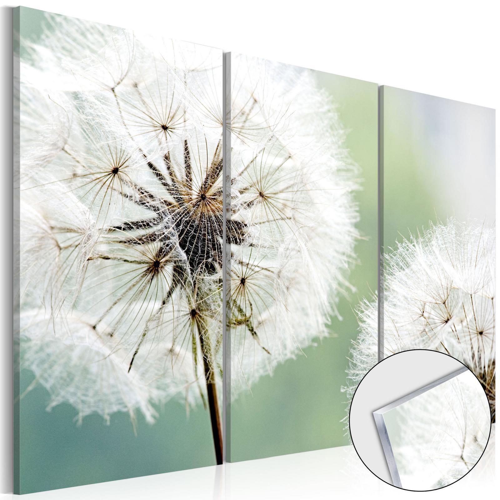 Akrylglastavla - Fluffy Dandelions-Akrylglastavlor-Artgeist-peaceofhome.se