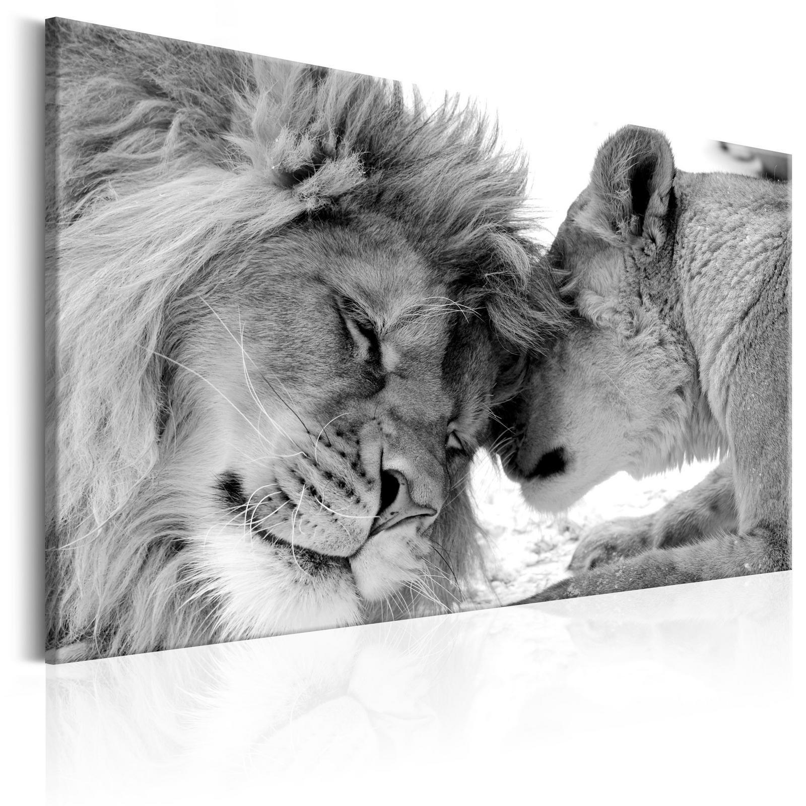 Canvas Tavla - Lion's Love-Tavlor-Artgeist-peaceofhome.se