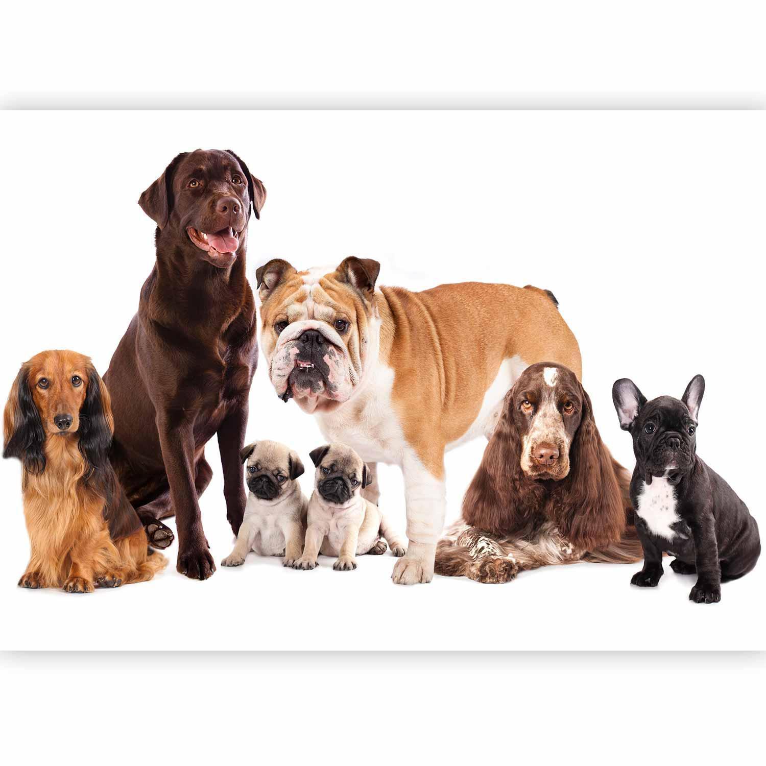 Fototapet - Animal portrait - dogs with a brown labrador in the centre on a white background-Fototapeter-Artgeist-peaceofhome.se