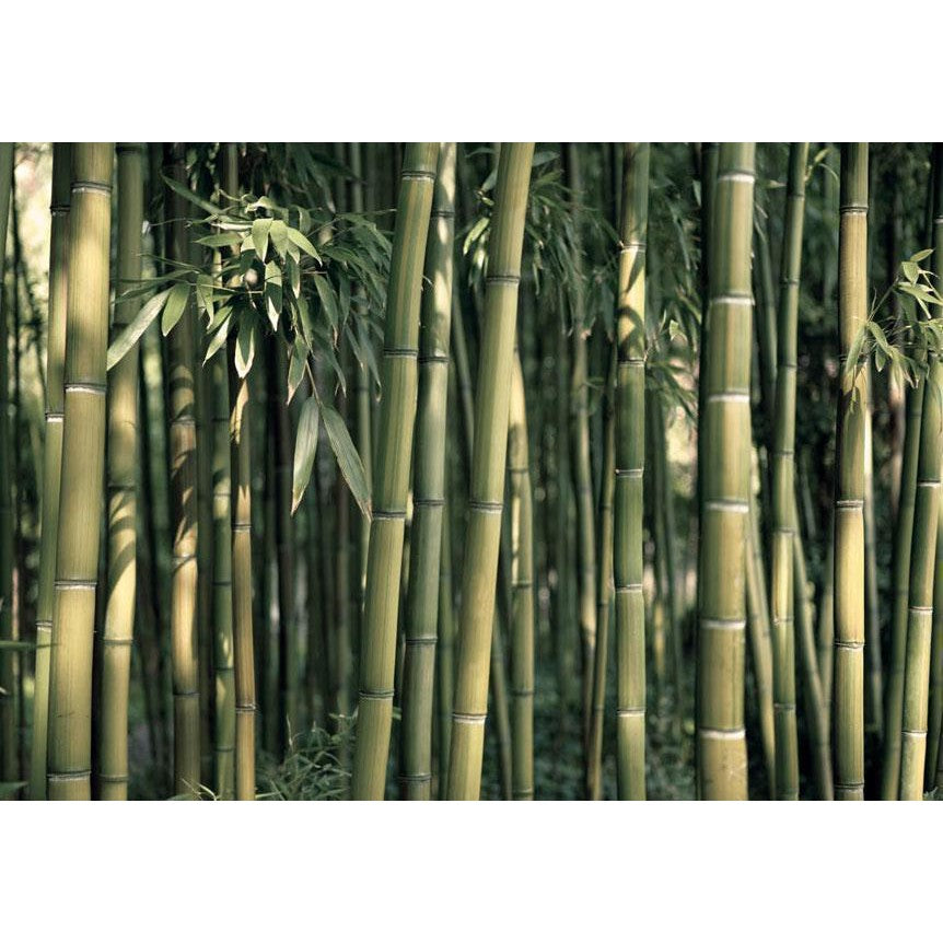 Fototapet - Bamboo Exotic-Fototapeter-Artgeist-peaceofhome.se