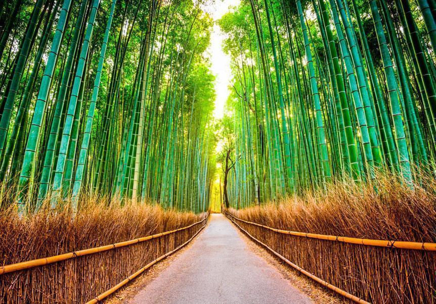 Fototapet - Bamboo Forest-Fototapeter-Artgeist-peaceofhome.se