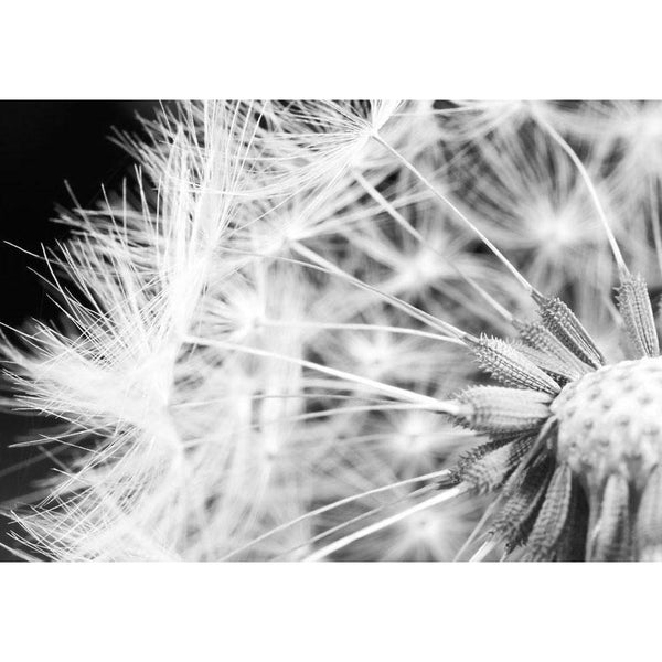 Fototapet - Black and white dandelion-Fototapeter-Artgeist-peaceofhome.se