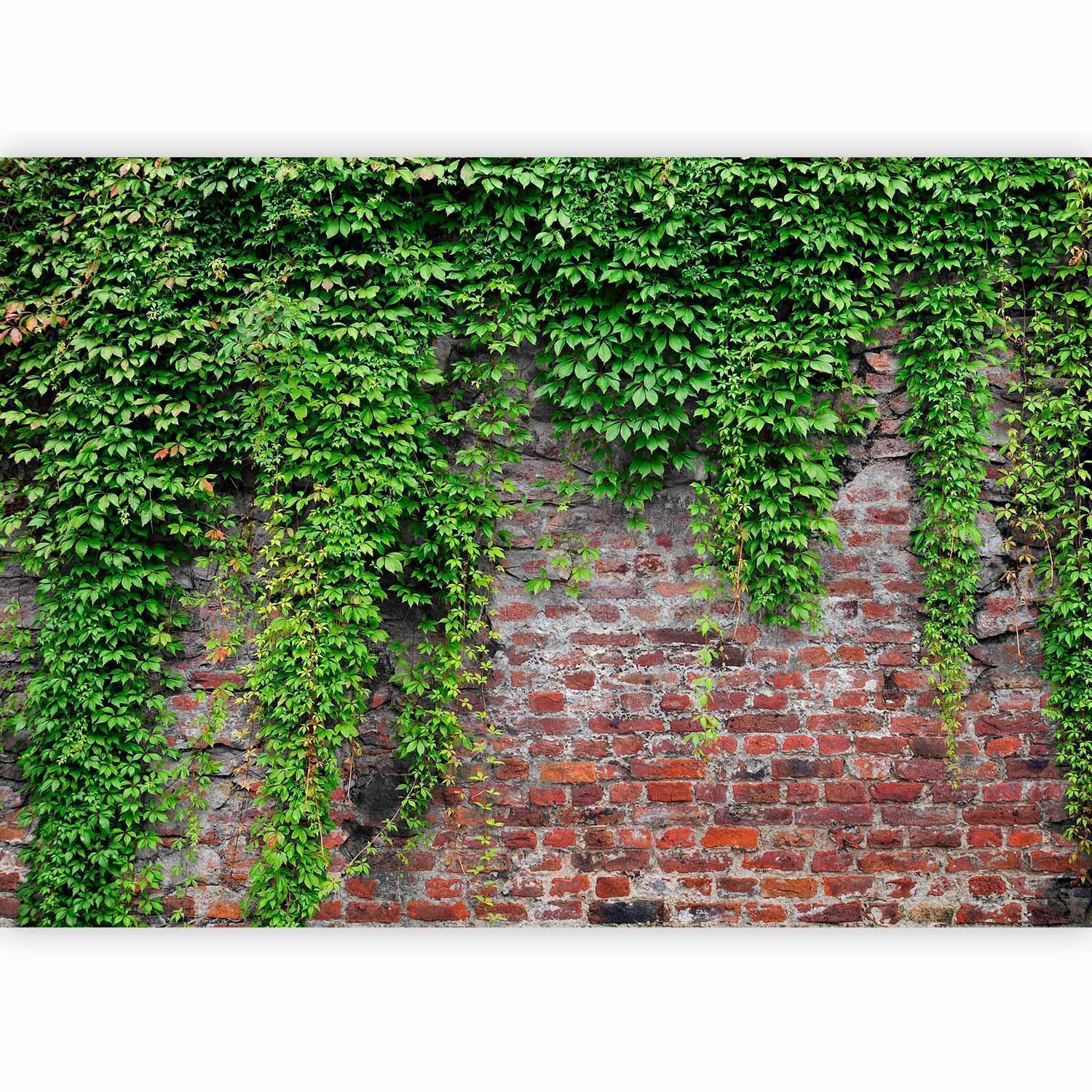 Fototapet - Brick and ivy-Fototapeter-Artgeist-peaceofhome.se