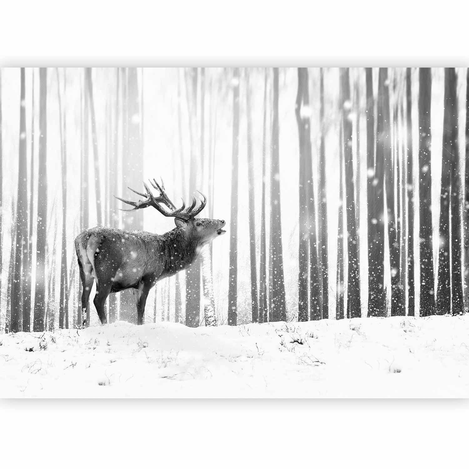 Fototapet - Deer in the Snow (Black and White)-Fototapeter-Artgeist-peaceofhome.se