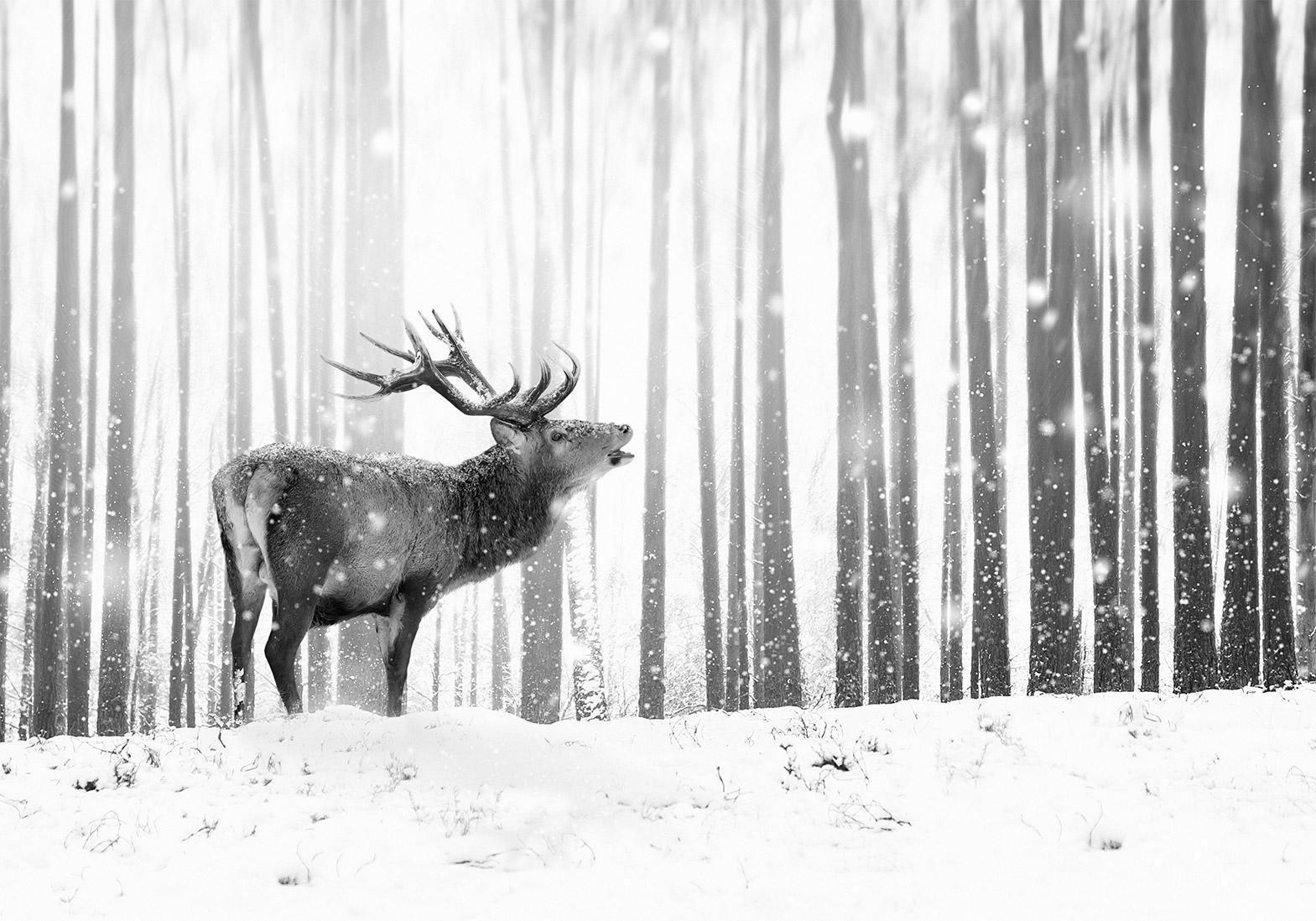 Fototapet - Deer in the Snow (Black and White)-Fototapeter-Artgeist-peaceofhome.se