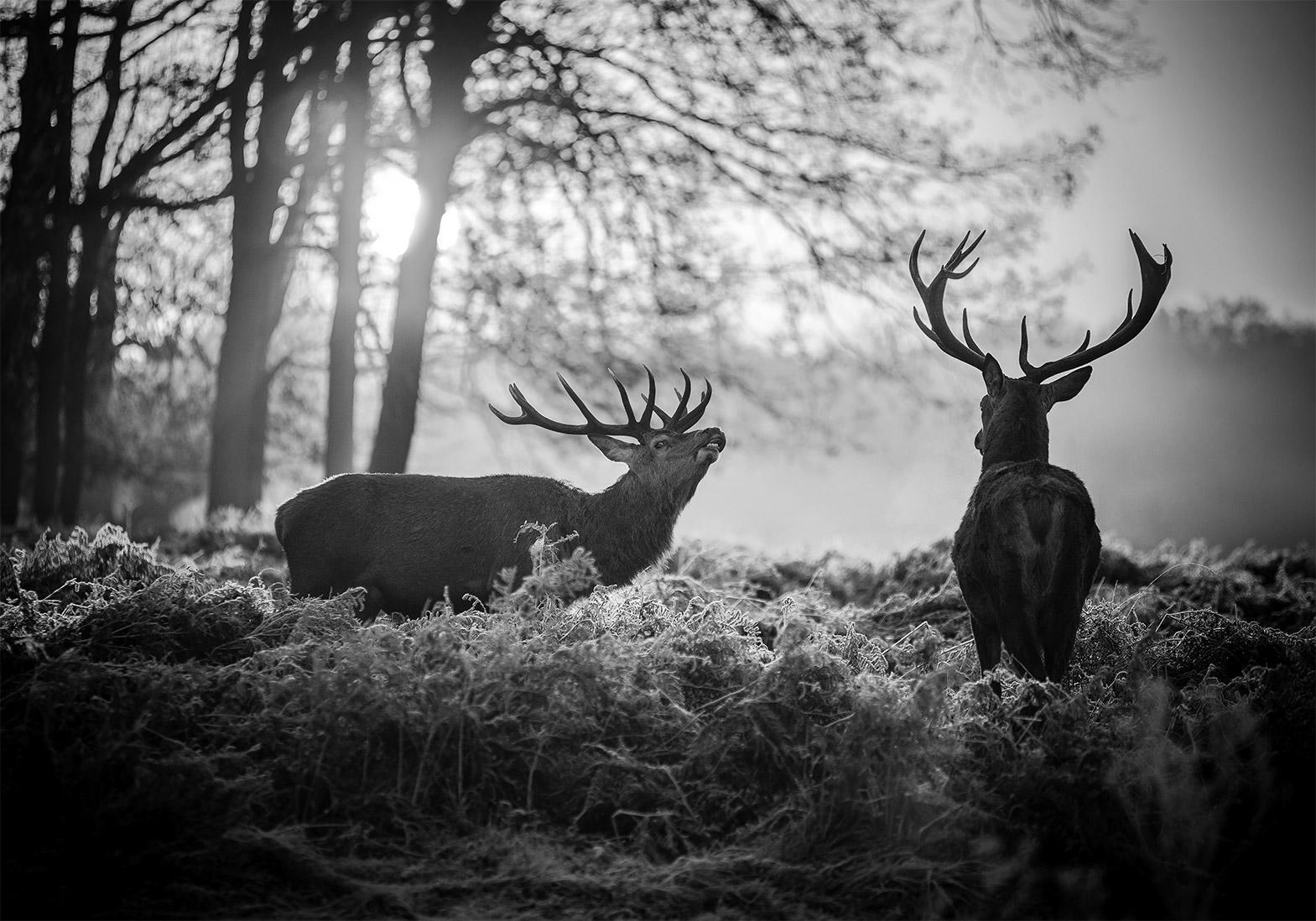 Fototapet - Deers in the Morning-Fototapeter-Artgeist-peaceofhome.se