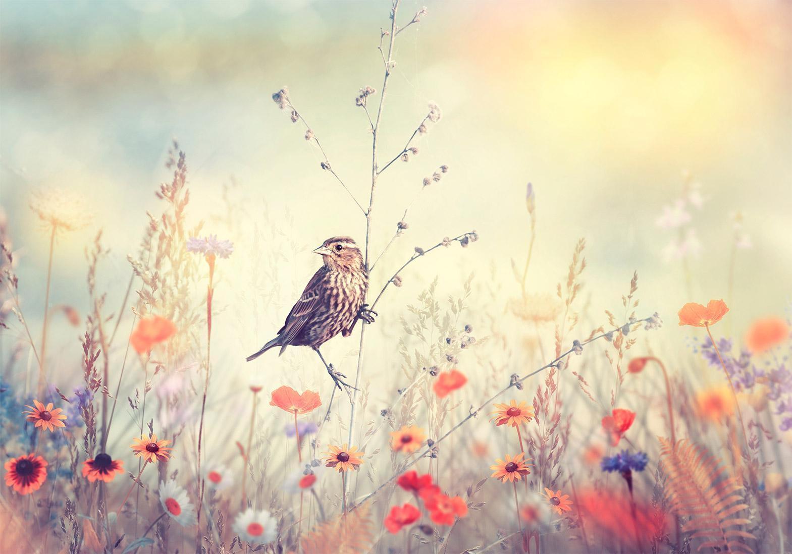 Fototapet - Field Bird-Fototapeter-Artgeist-peaceofhome.se