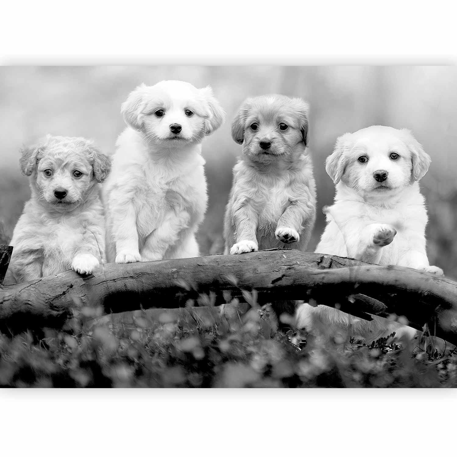 Fototapet - Four Puppies-Fototapeter-Artgeist-peaceofhome.se