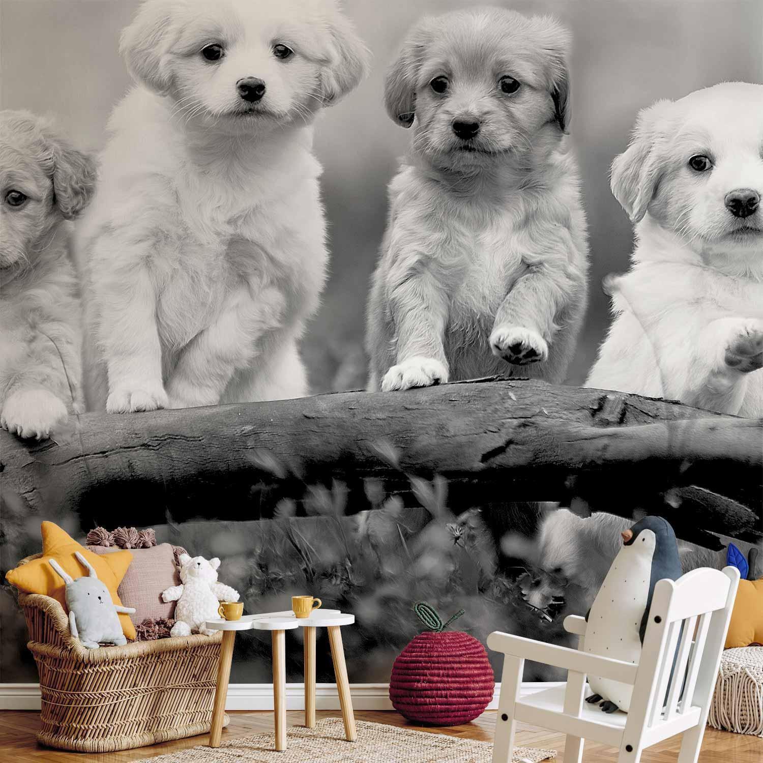 Fototapet - Four Puppies-Fototapeter-Artgeist-peaceofhome.se