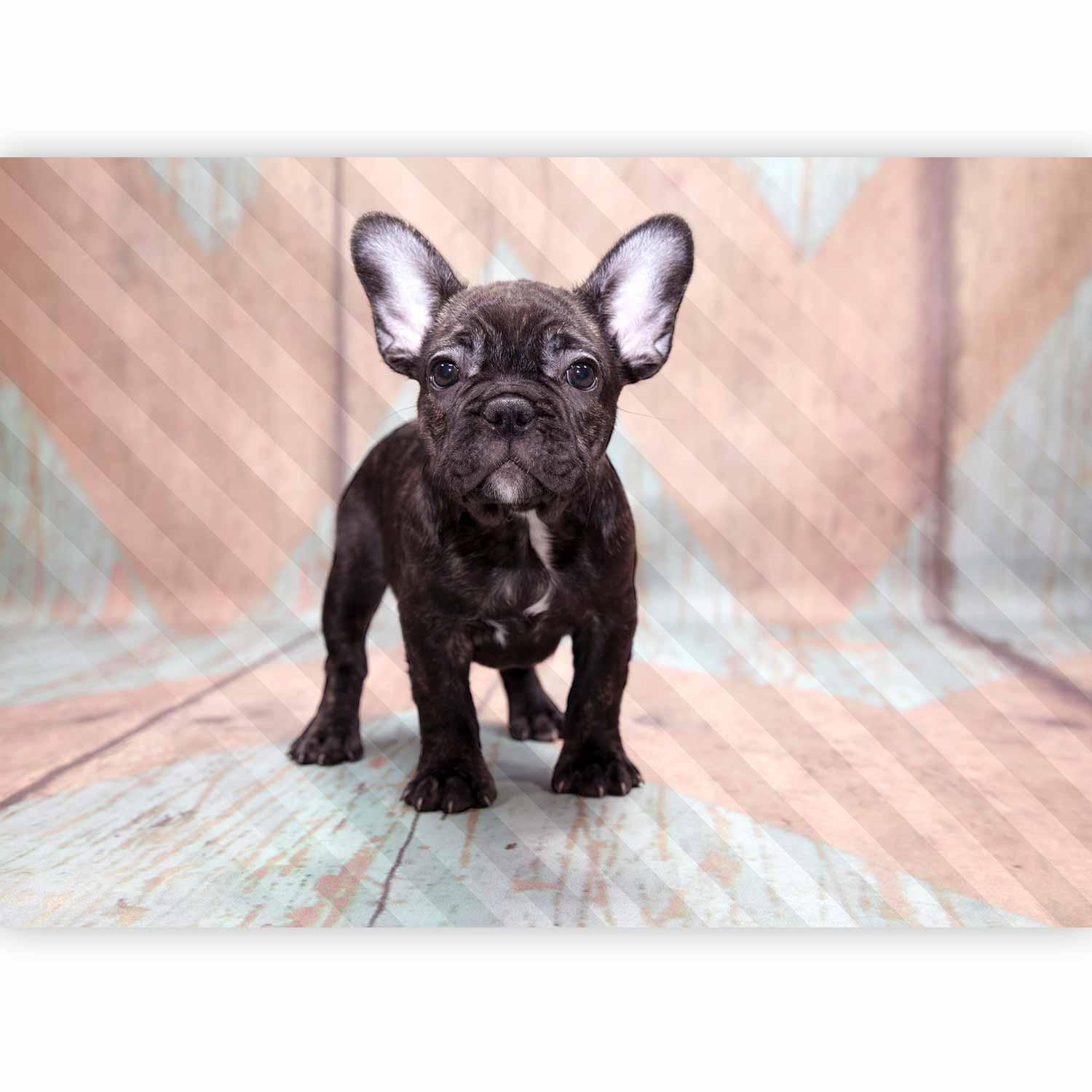 Fototapet - French Bulldog-Fototapeter-Artgeist-peaceofhome.se