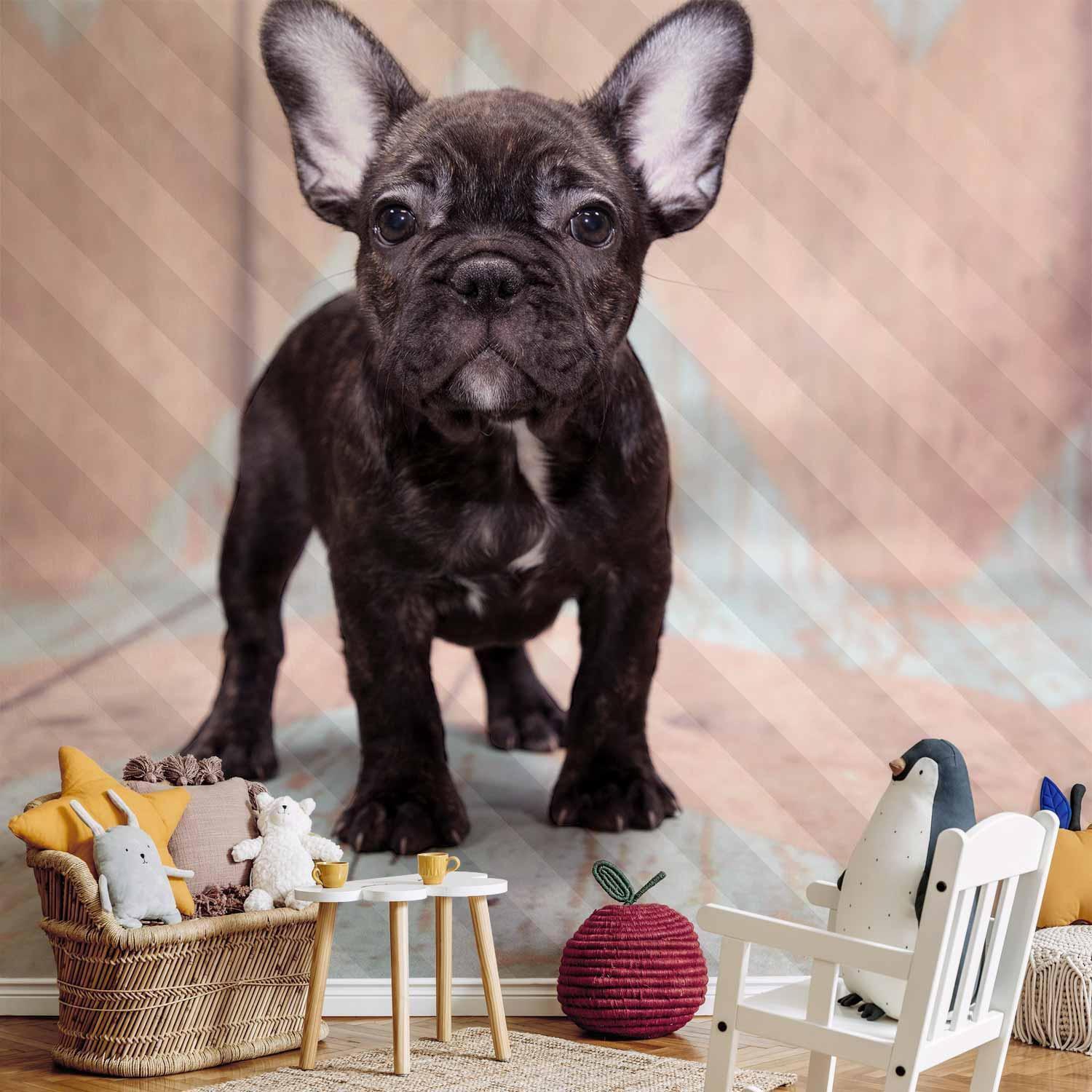 Fototapet - French Bulldog-Fototapeter-Artgeist-peaceofhome.se