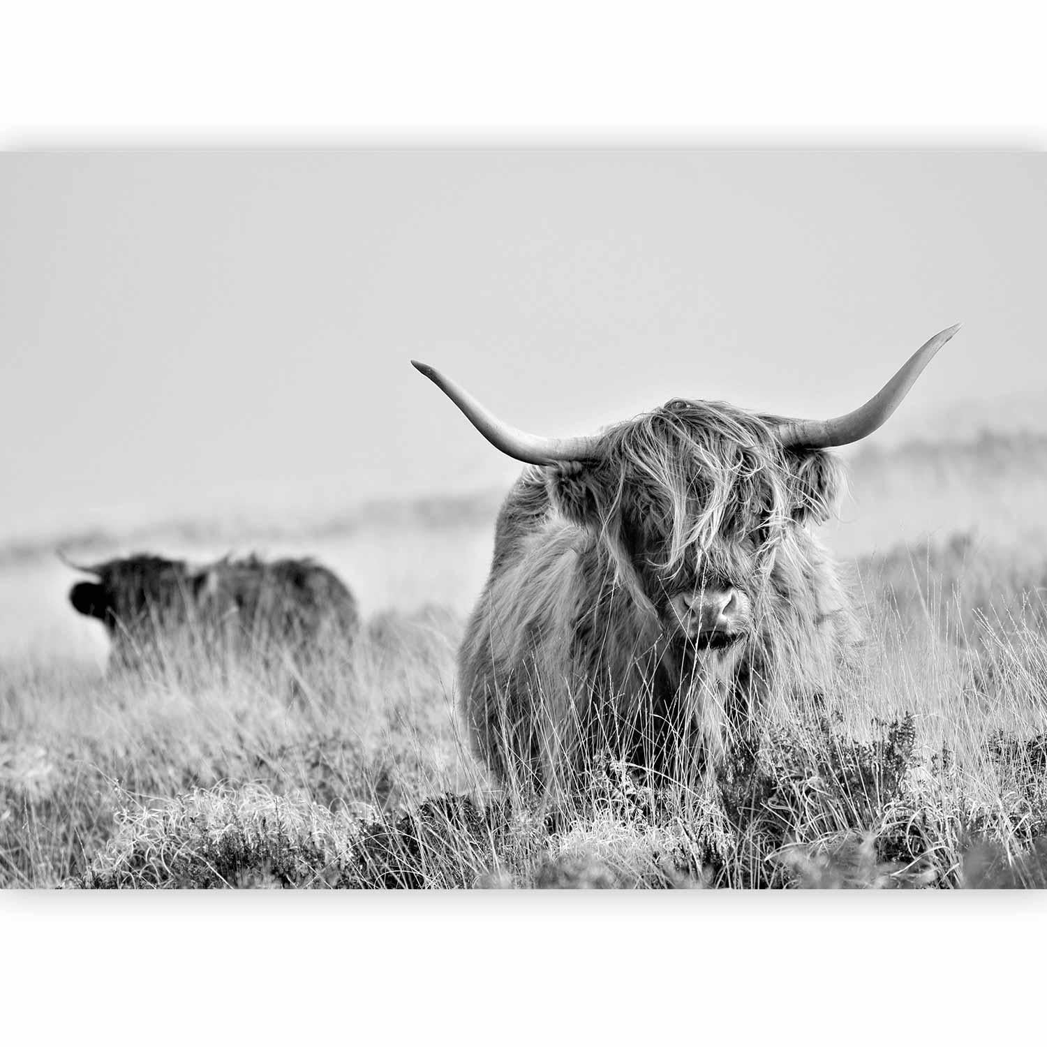 Fototapet - Highland Cattle-Fototapeter-Artgeist-peaceofhome.se