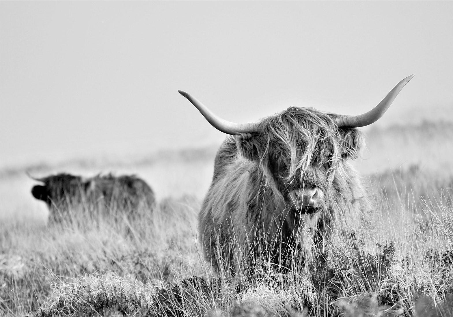 Fototapet - Highland Cattle-Fototapeter-Artgeist-peaceofhome.se