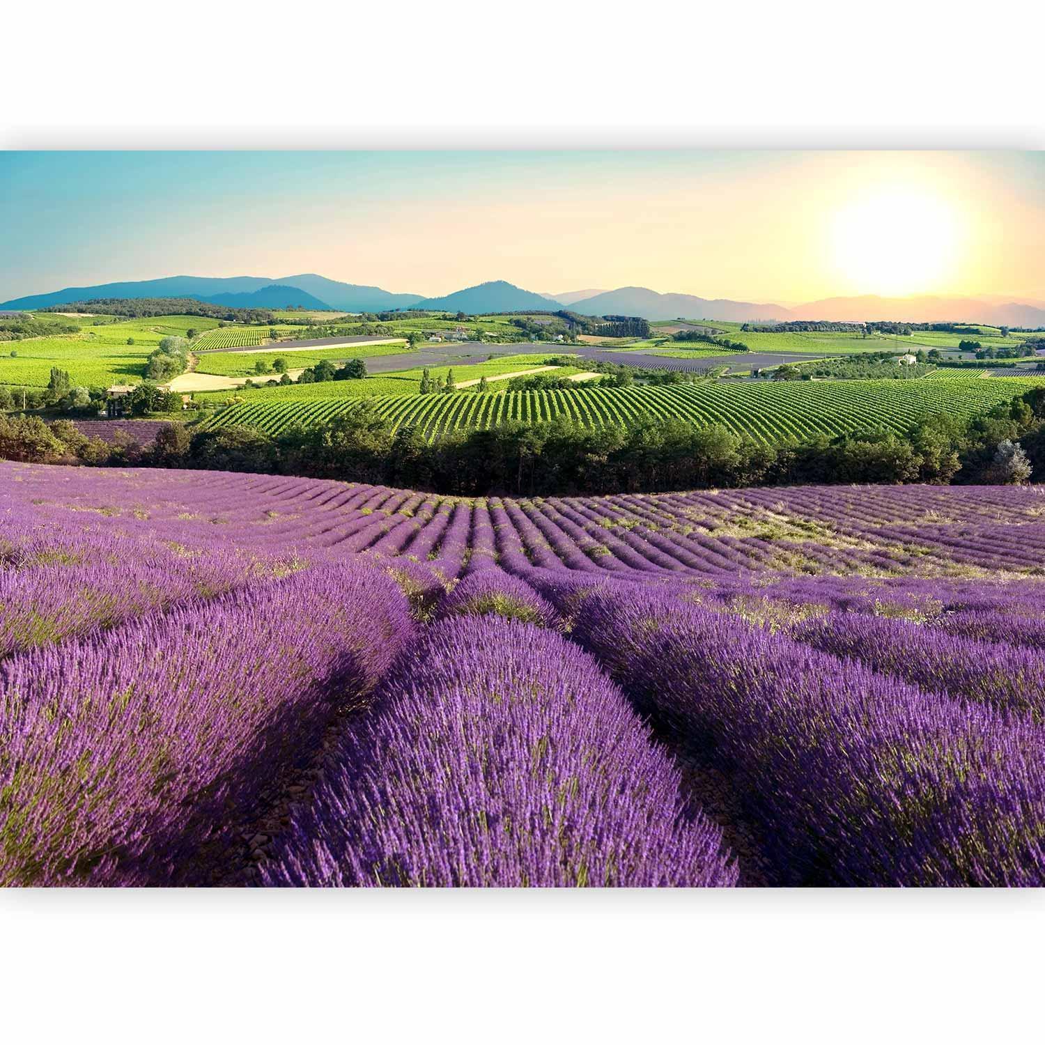 Fototapet - Lavender Field-Fototapeter-Artgeist-peaceofhome.se