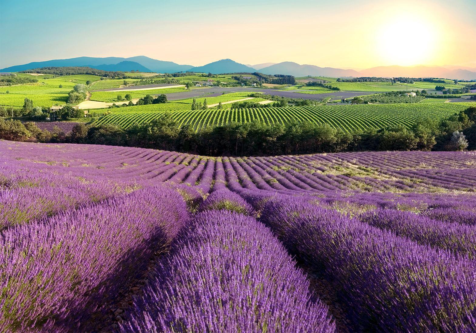 Fototapet - Lavender Field-Fototapeter-Artgeist-peaceofhome.se