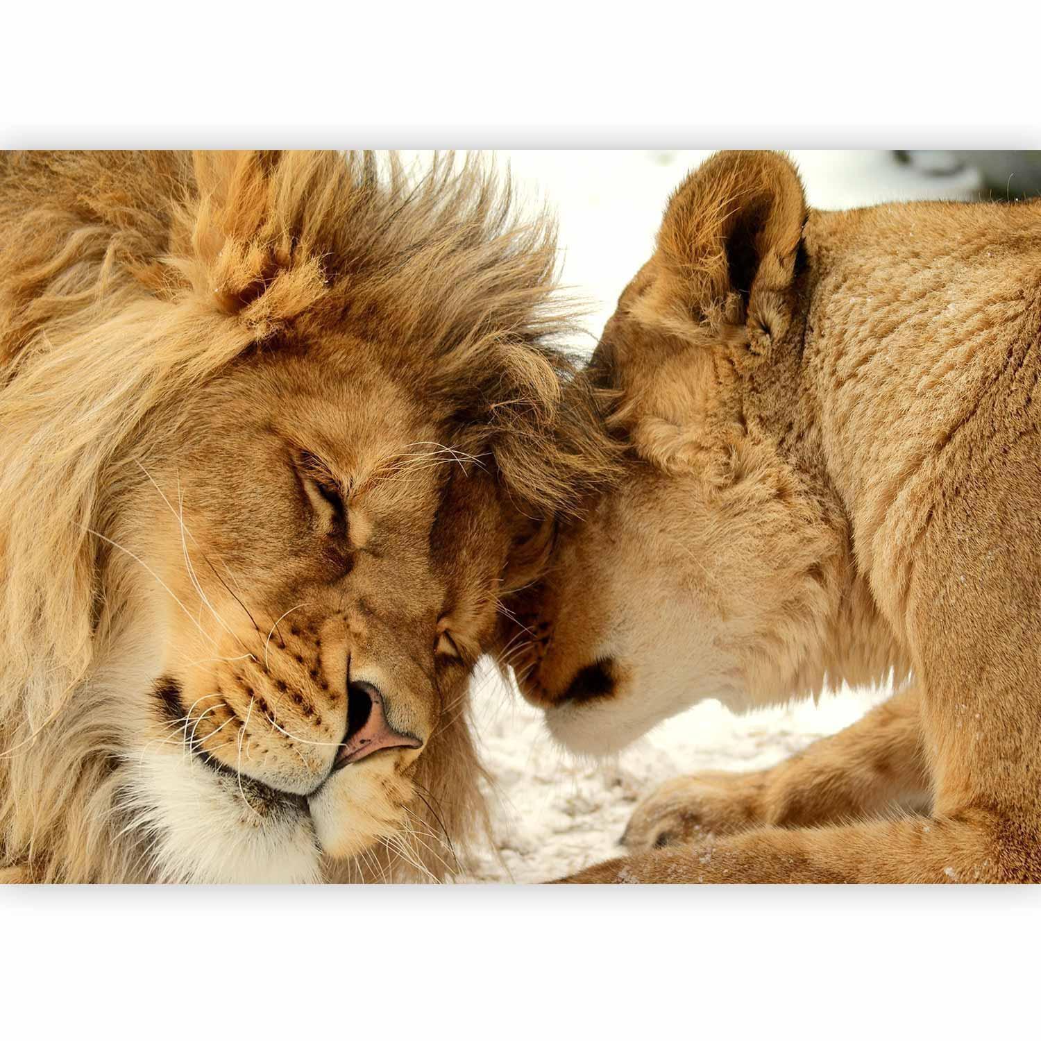 Fototapet - Lion Tenderness-Fototapeter-Artgeist-peaceofhome.se