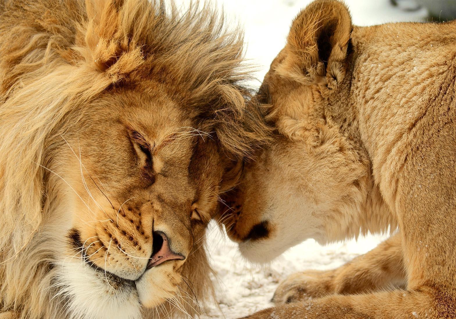 Fototapet - Lion Tenderness-Fototapeter-Artgeist-peaceofhome.se