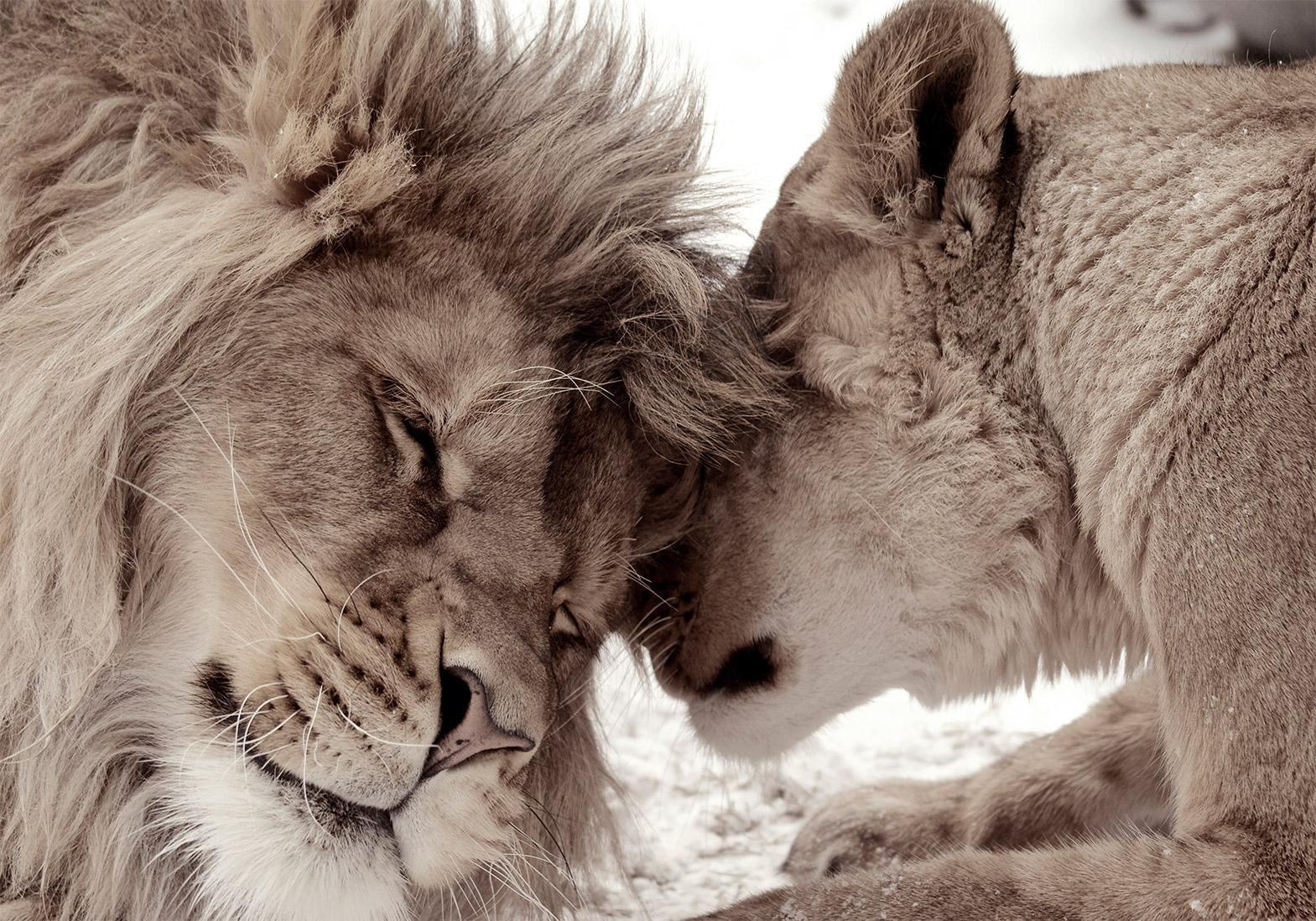 Fototapet - Lion Tenderness (Sepia)-Fototapeter-Artgeist-peaceofhome.se