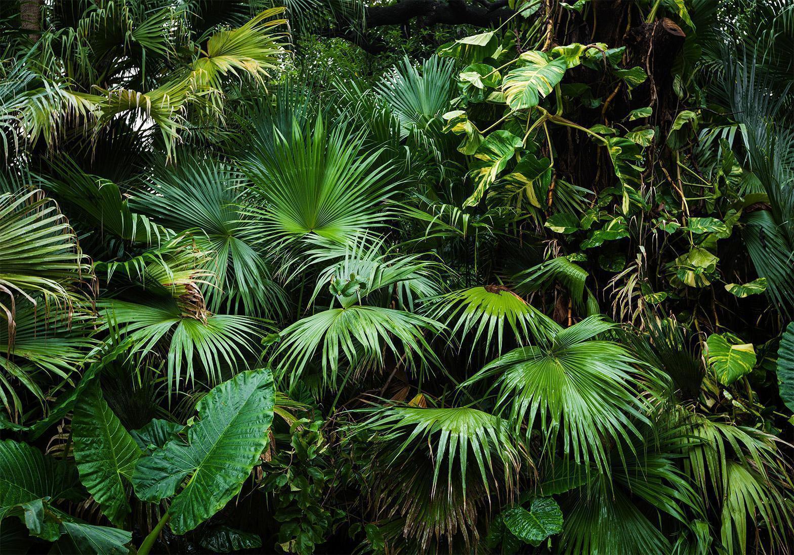 Fototapet - Sunny Jungle-Fototapeter-Artgeist-peaceofhome.se