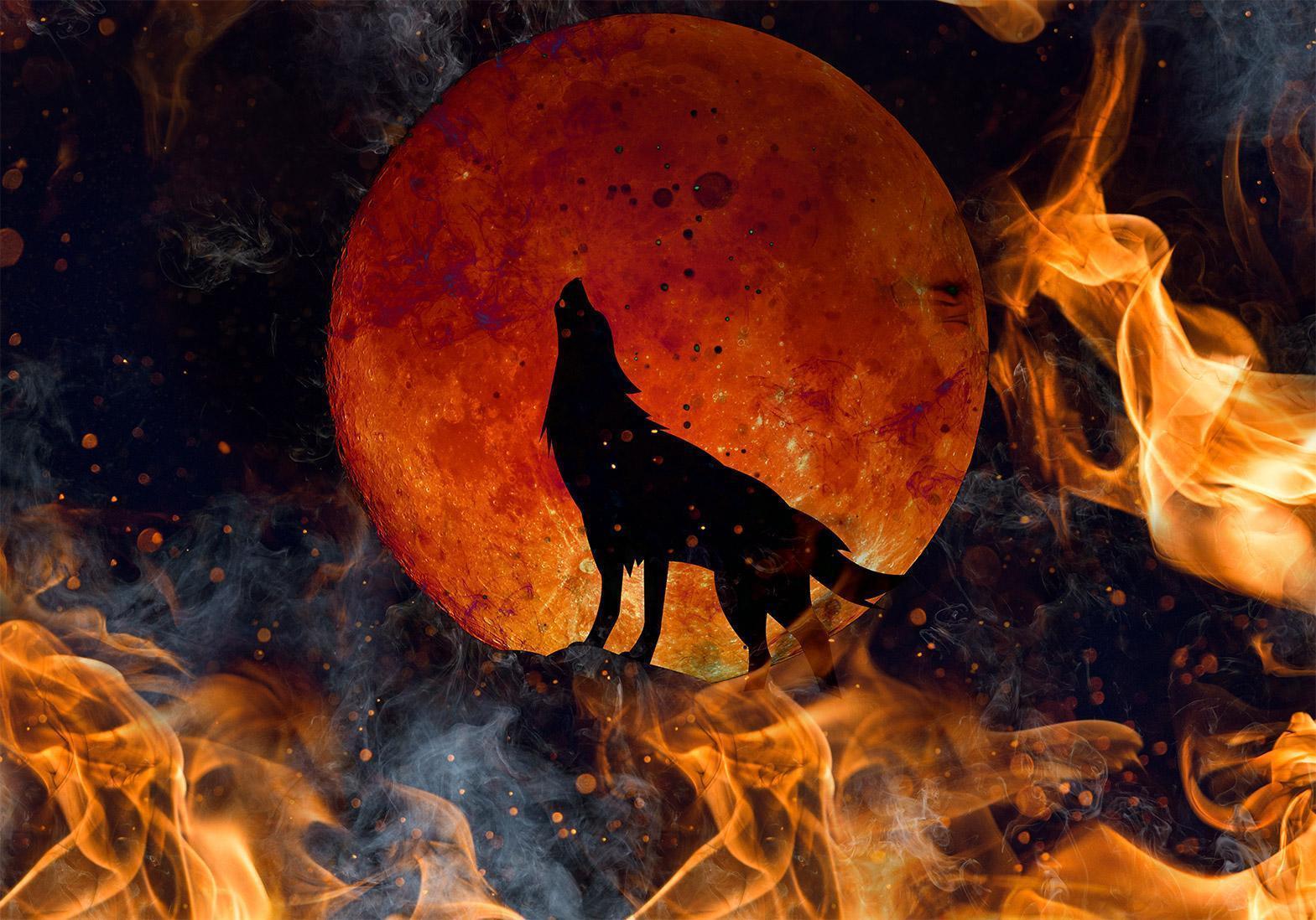 Fototapet - Wild nature - wolf on a background of a red moon in flames of fire-Fototapeter-Artgeist-peaceofhome.se