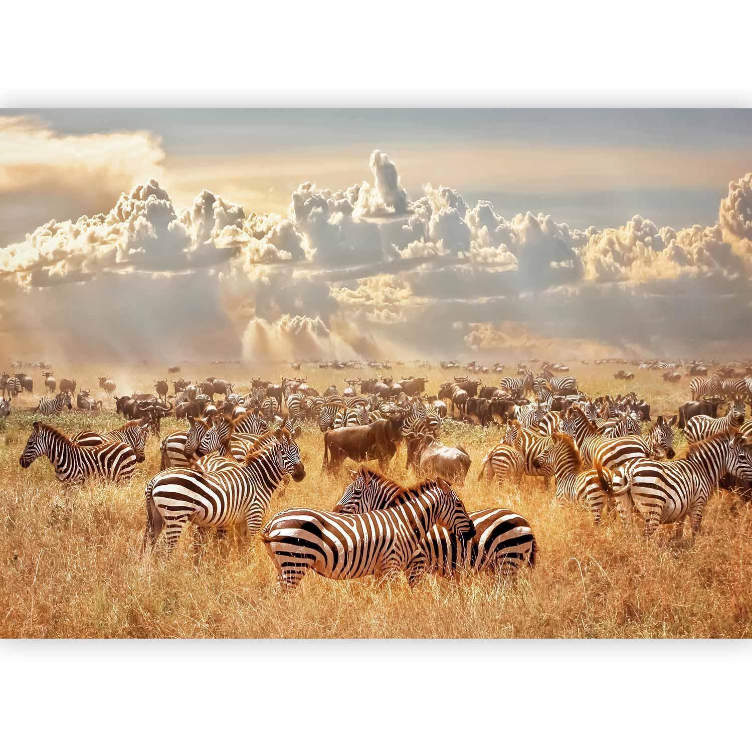 Fototapet - Zebra Land-Fototapeter-Artgeist-peaceofhome.se