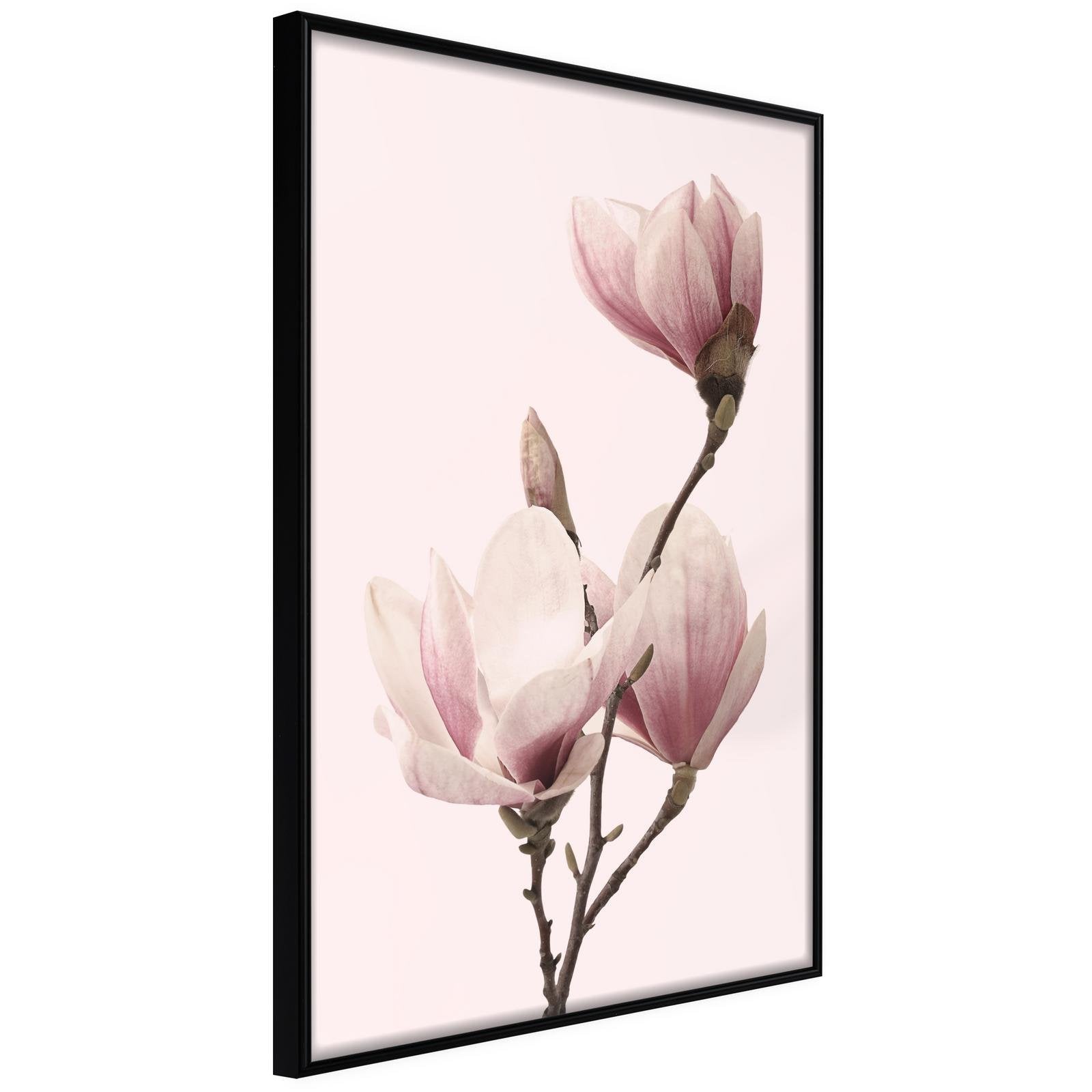 Inramad Poster / Tavla - Blooming Magnolias III-Poster Inramad-Artgeist-20x30-Svart ram-peaceofhome.se