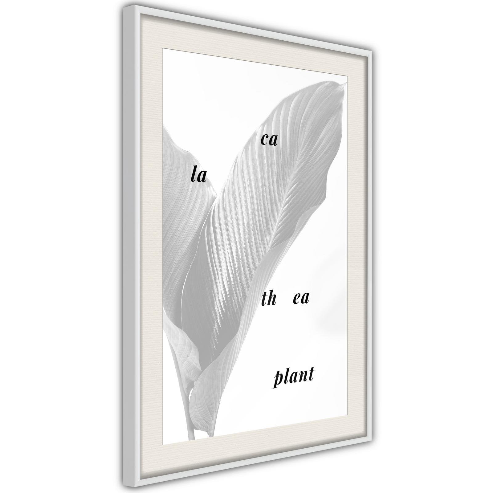 Inramad Poster / Tavla - Calathea Leaves-Poster Inramad-Artgeist-peaceofhome.se