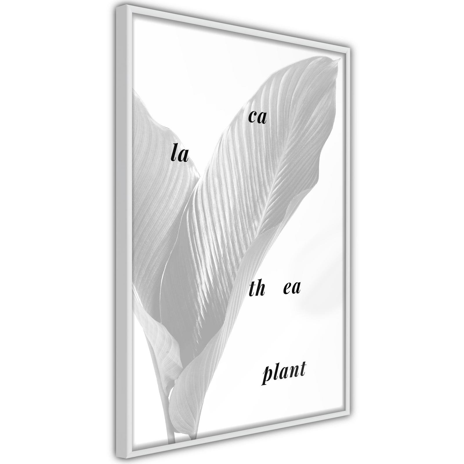 Inramad Poster / Tavla - Calathea Leaves-Poster Inramad-Artgeist-peaceofhome.se