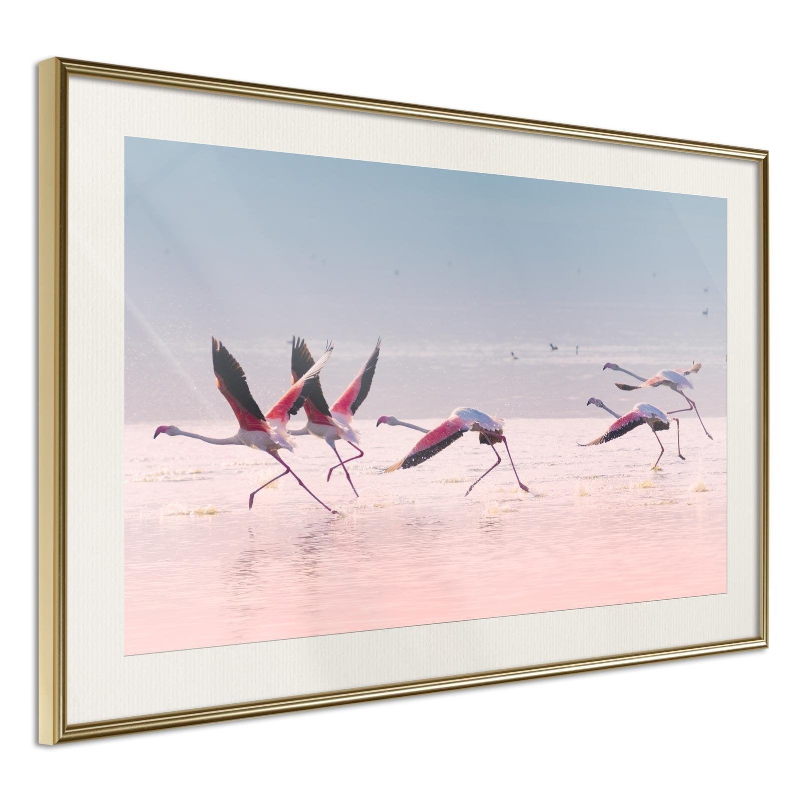 Inramad Poster / Tavla - Flamingos Breaking into a Flight-Poster Inramad-Artgeist-30x20-Guldram med passepartout-peaceofhome.se