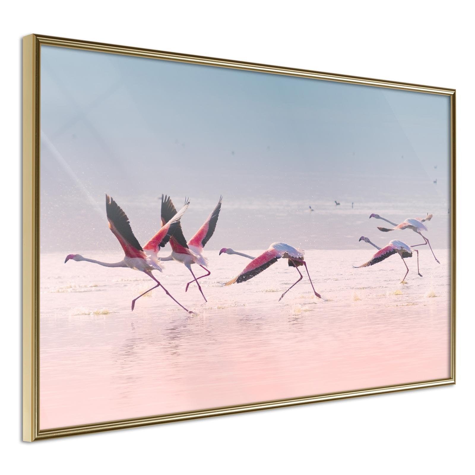 Inramad Poster / Tavla - Flamingos Breaking into a Flight-Poster Inramad-Artgeist-30x20-Guldram-peaceofhome.se