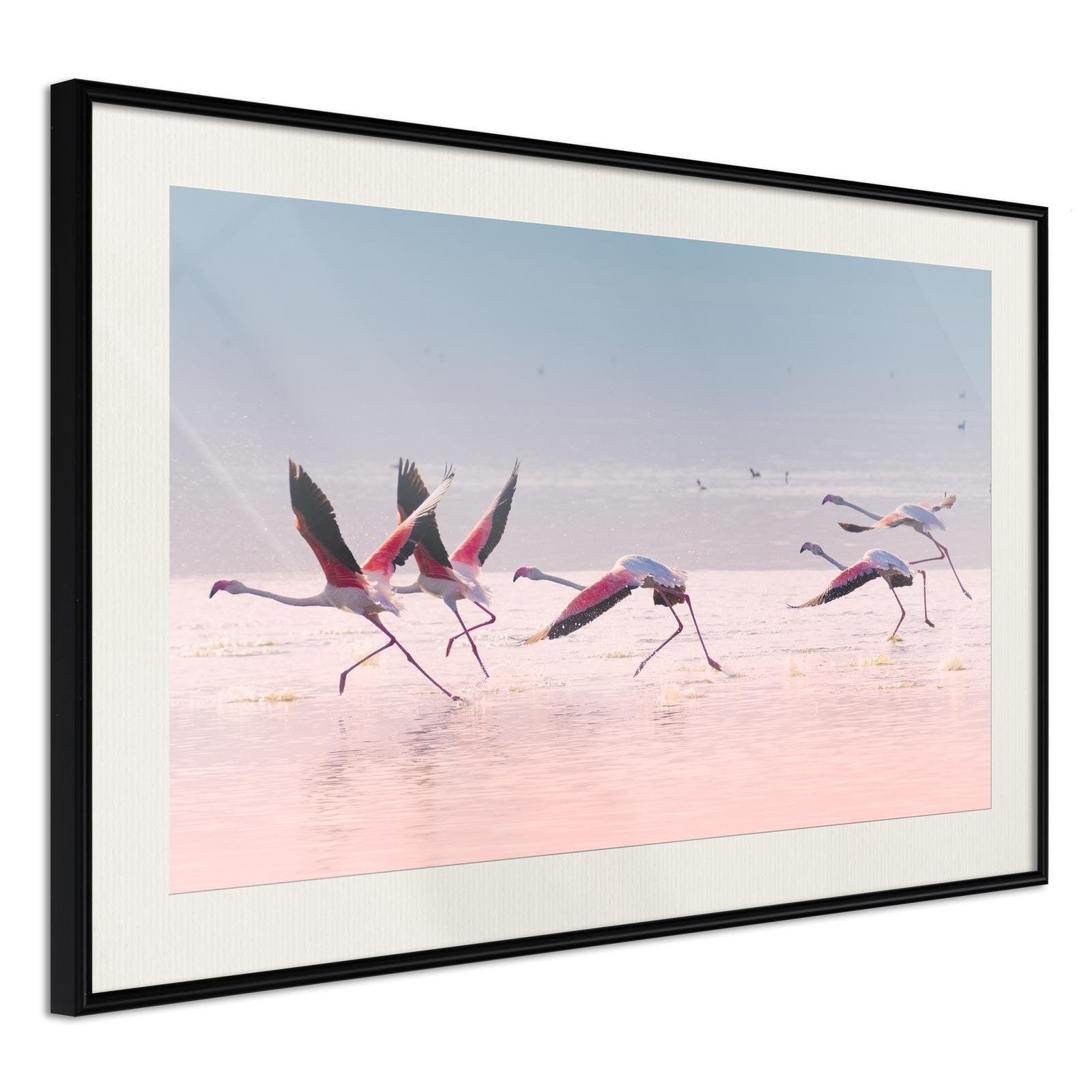 Inramad Poster / Tavla - Flamingos Breaking into a Flight-Poster Inramad-Artgeist-30x20-Svart ram med passepartout-peaceofhome.se