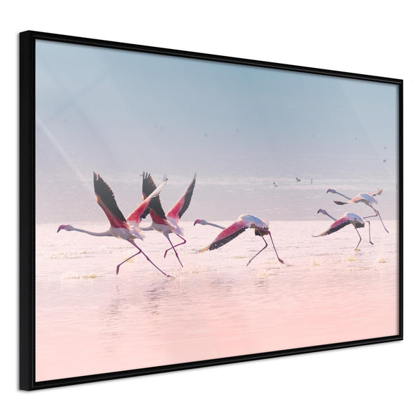 Inramad Poster / Tavla - Flamingos Breaking into a Flight-Poster Inramad-Artgeist-30x20-Svart ram-peaceofhome.se
