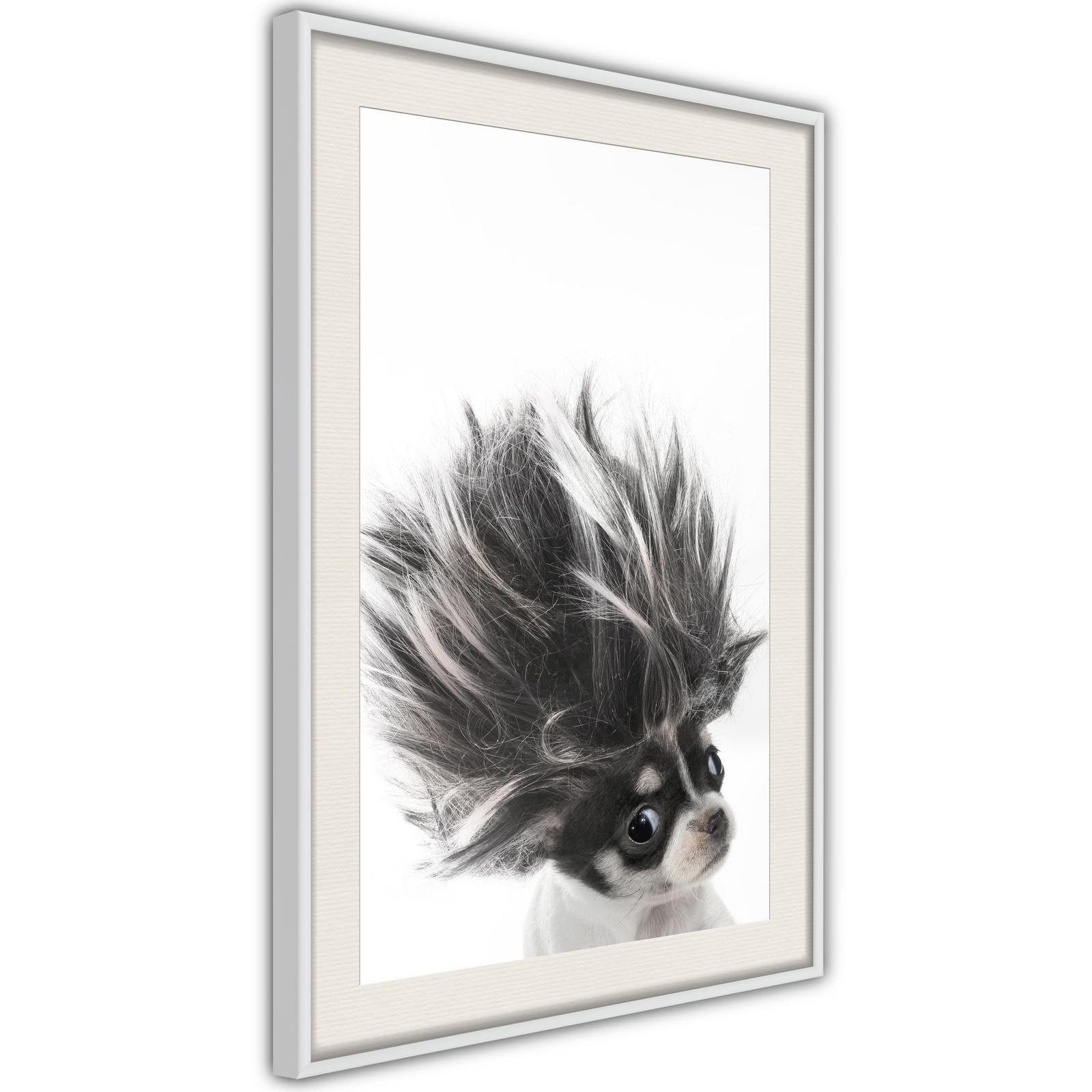 Inramad Poster / Tavla - Funny Chihuahua-Poster Inramad-Artgeist-peaceofhome.se