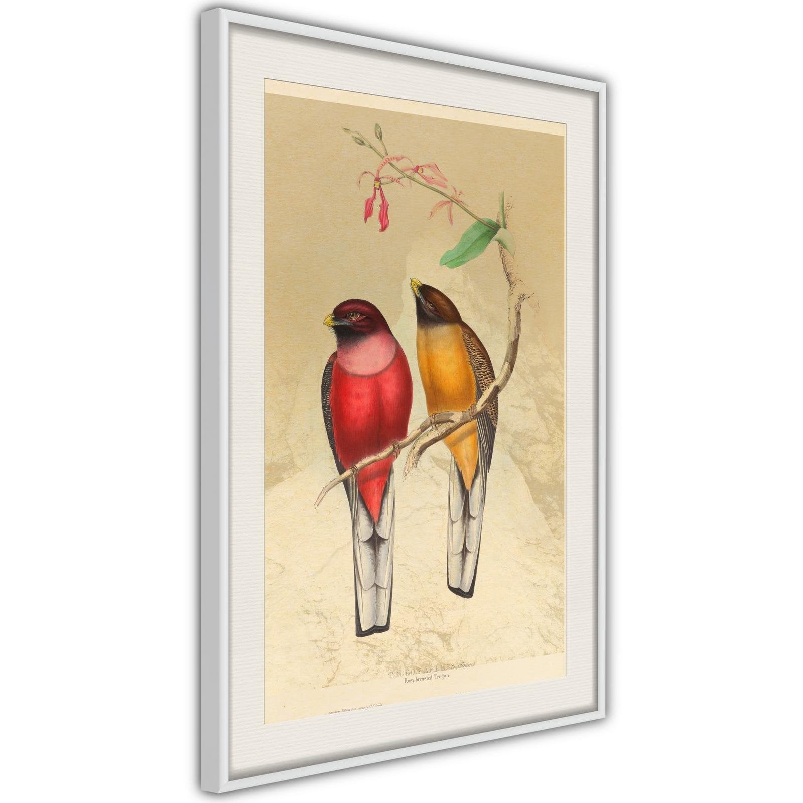 Inramad Poster / Tavla - Ornithologist's Drawings-Poster Inramad-Artgeist-peaceofhome.se