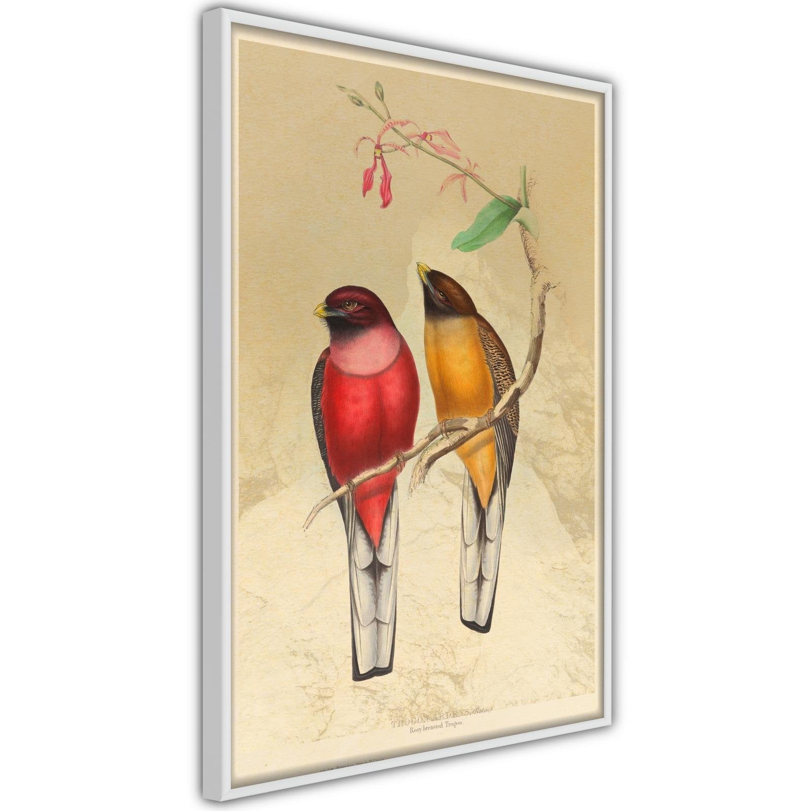 Inramad Poster / Tavla - Ornithologist's Drawings-Poster Inramad-Artgeist-peaceofhome.se