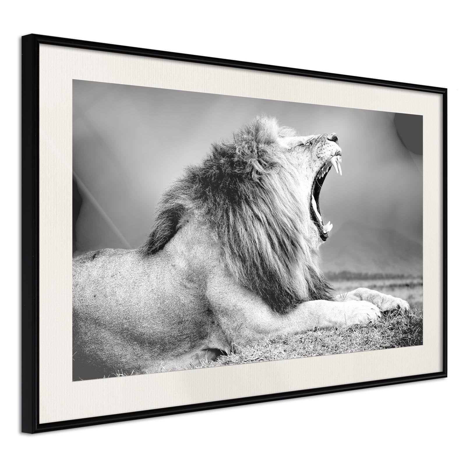 Inramad Poster / Tavla - Yawning Lion-Poster Inramad-Artgeist-peaceofhome.se