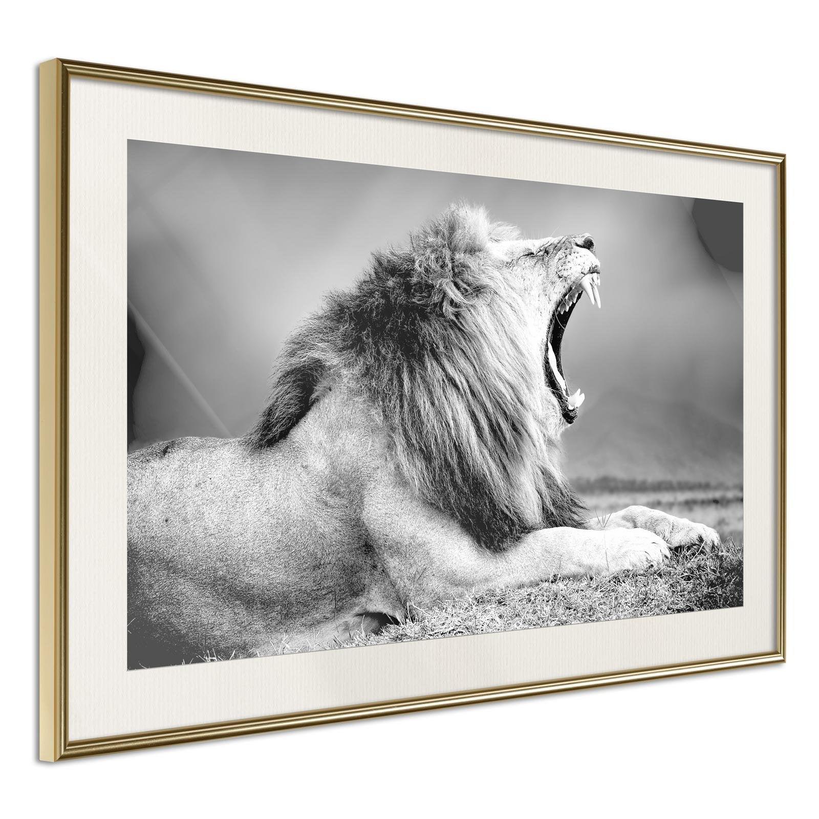 Inramad Poster / Tavla - Yawning Lion-Poster Inramad-Artgeist-peaceofhome.se