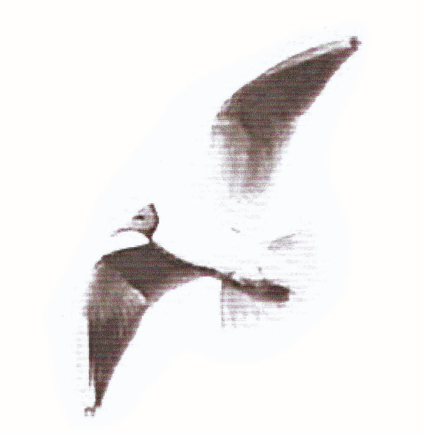 Jatkoa kirjalle Siipirikko nousee lentoon: Osa 2 – E-bok – Laddas ner-Digitala böcker-Axiell-peaceofhome.se