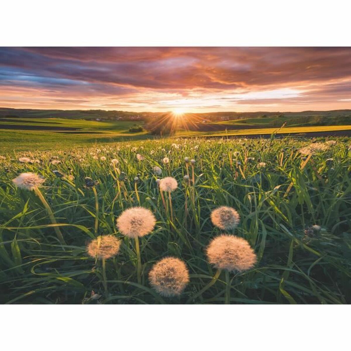 Pussel Ravensburger Dandelions-Leksaker och spel, Pussel och hjärngrupper-Ravensburger-peaceofhome.se
