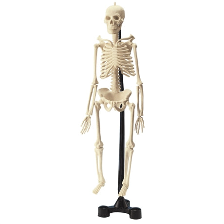 Skelettet Benjamin-Biologi-betapedagog-peaceofhome.se