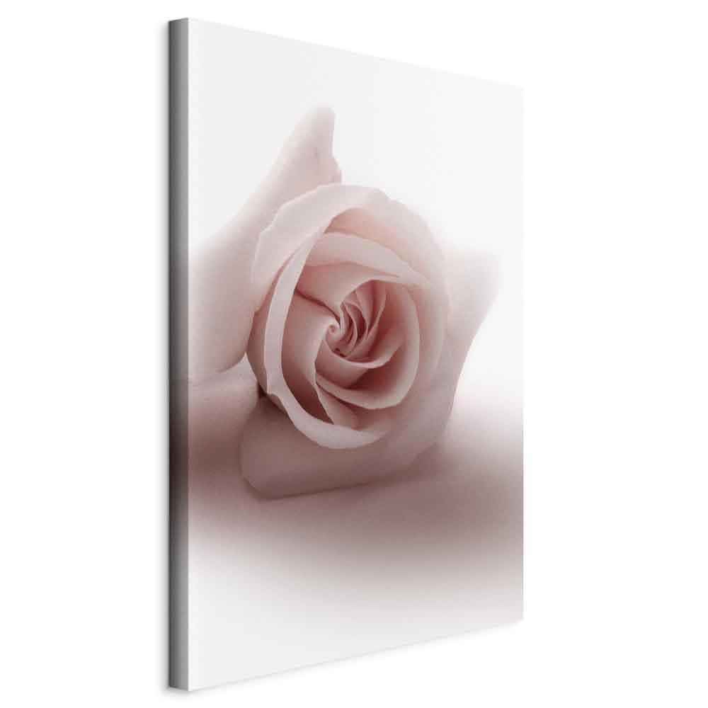 Tavla - Floral Glamour Glow (1-part) - Delicate and Pastel Pink Rose-Tavlor-Artgeist-peaceofhome.se
