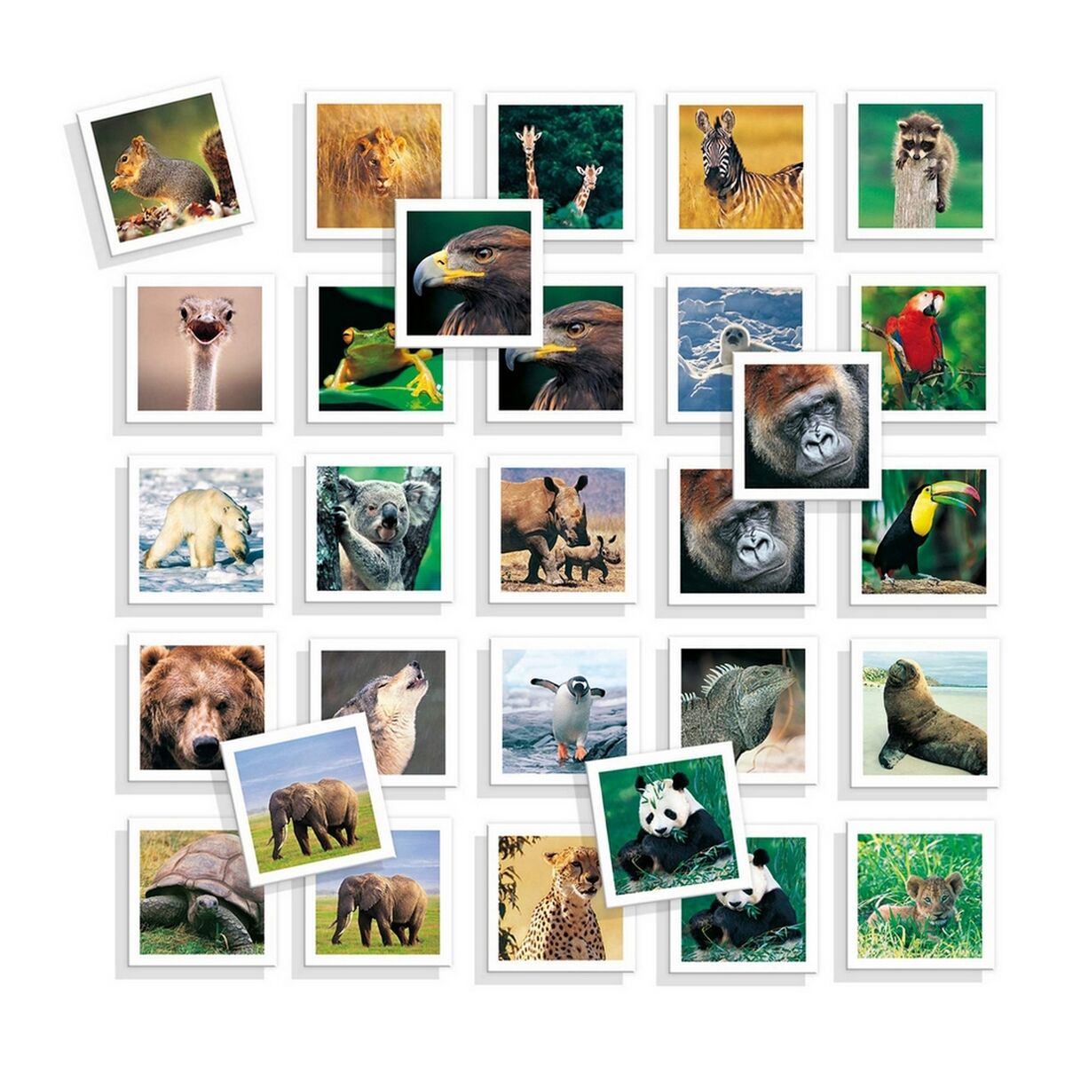 Utbildningsspel Diset Memo Photo Animales 54 Delar-Leksaker och spel, Spel och tillbehör-Diset-peaceofhome.se