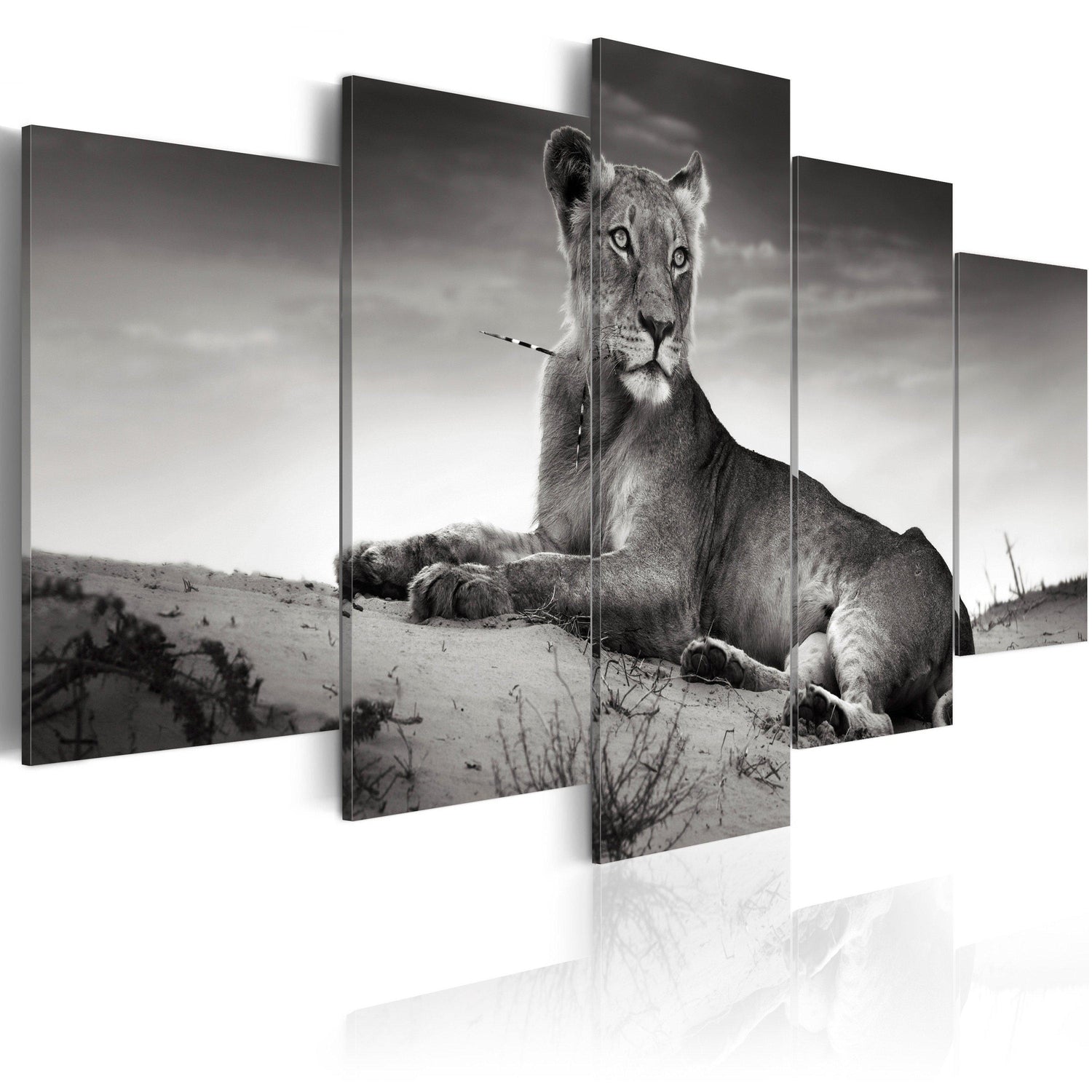 Canvas Tavla - Lioness in a desert-Tavla Canvas-Artgeist-100x50-peaceofhome.se