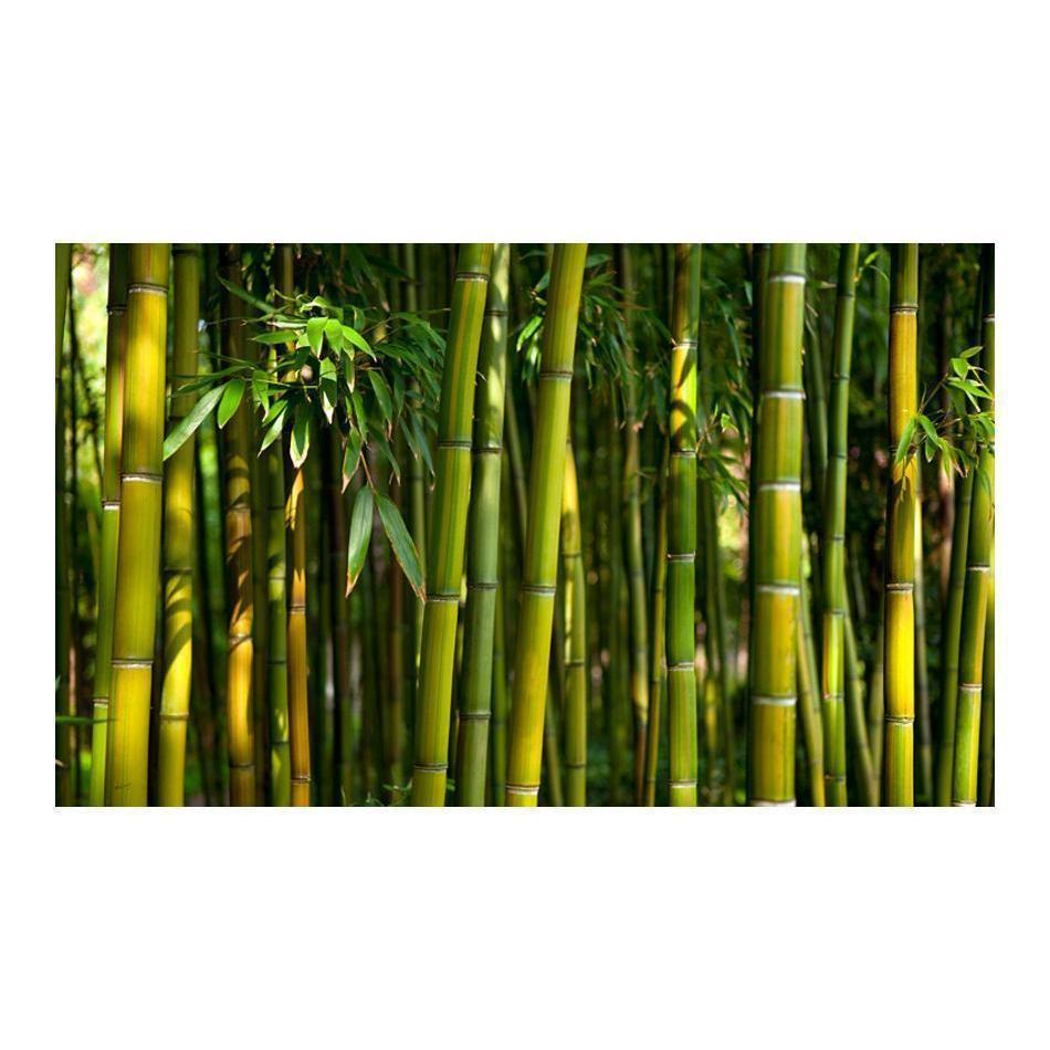Fototapet - Asiatisk bambuskog-Fototapet-Artgeist-peaceofhome.se