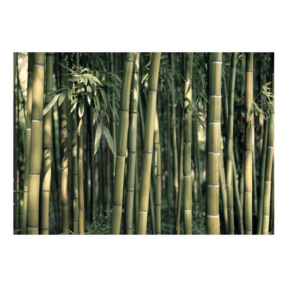 Fototapet - Bamboo Exotic-Fototapet-Artgeist-peaceofhome.se