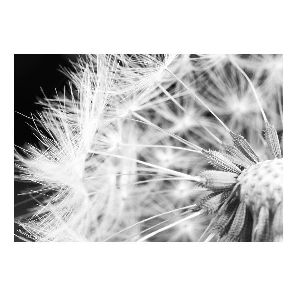 Fototapet - Black and white dandelion-Fototapet-Artgeist-peaceofhome.se