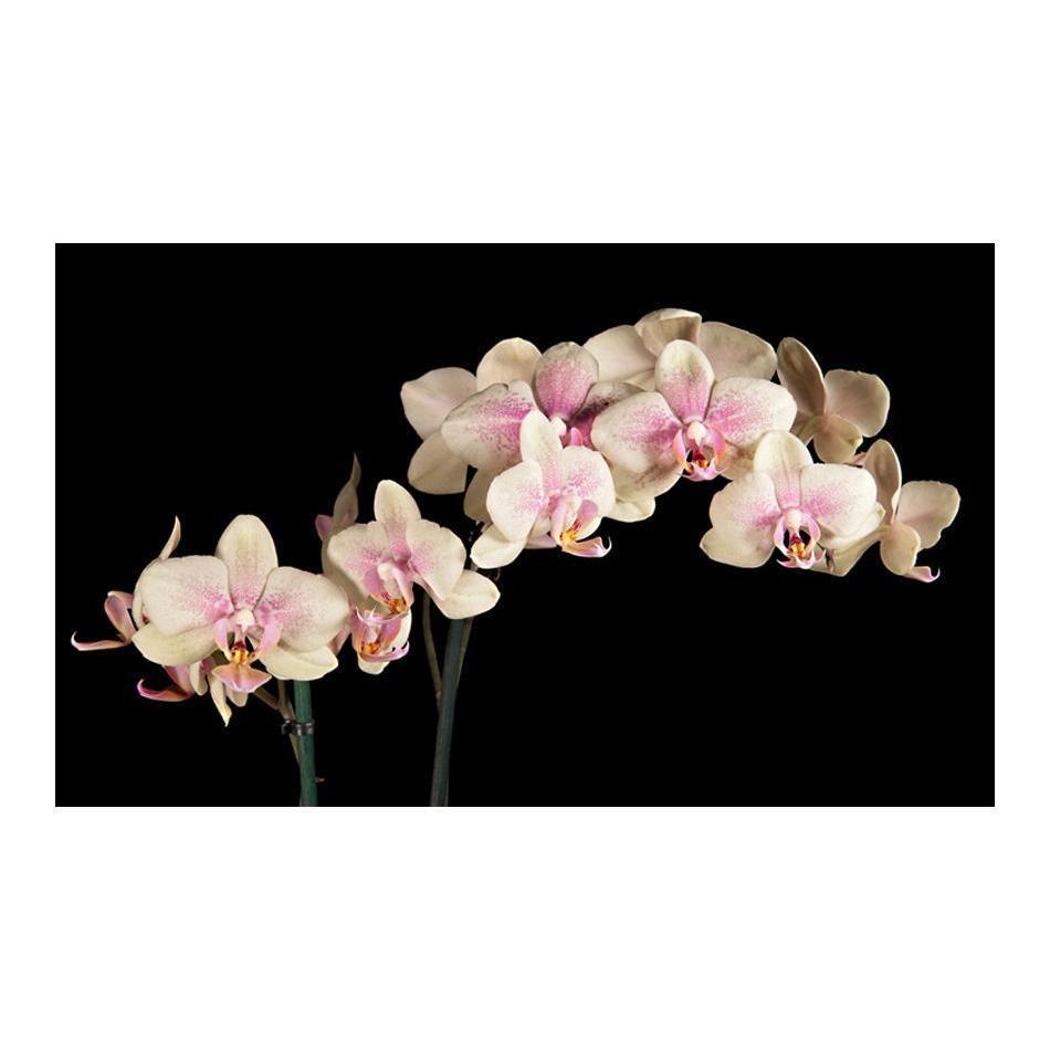 Fototapet - Blooming orkidé-Fototapet-Artgeist-peaceofhome.se