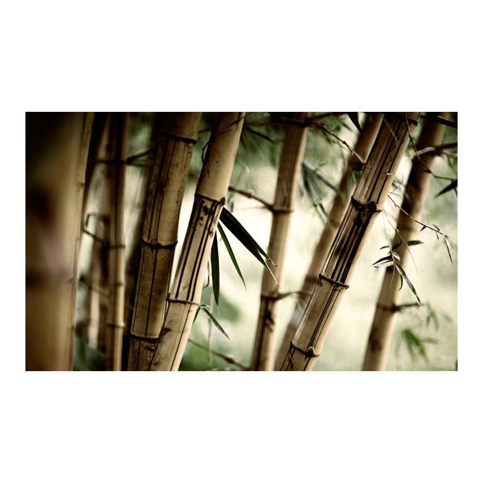 Fototapet - Fog and bamboo forest-Fototapet-Artgeist-peaceofhome.se
