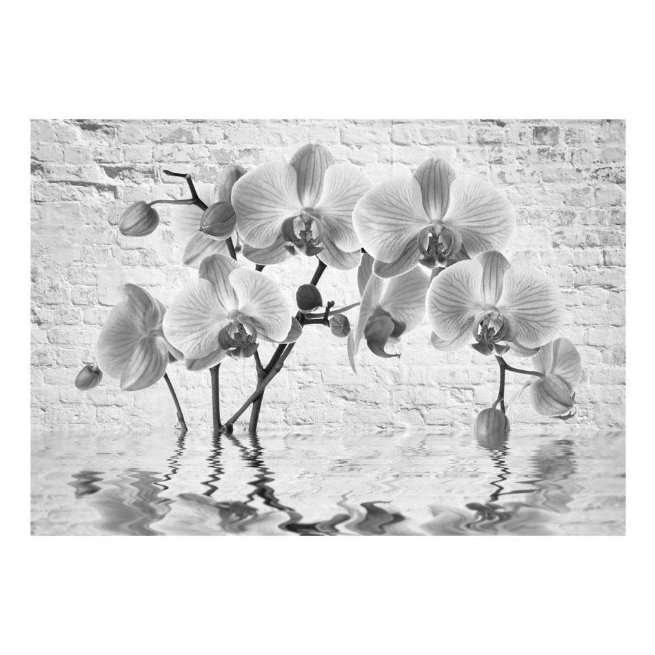 Fototapet - Orchid in Shades of Gray-Fototapet-Artgeist-peaceofhome.se