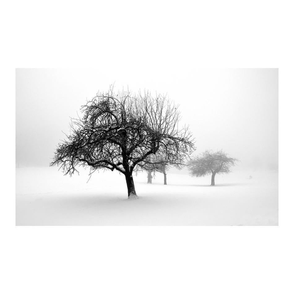 Fototapet - winter - trees-Fototapet-Artgeist-peaceofhome.se